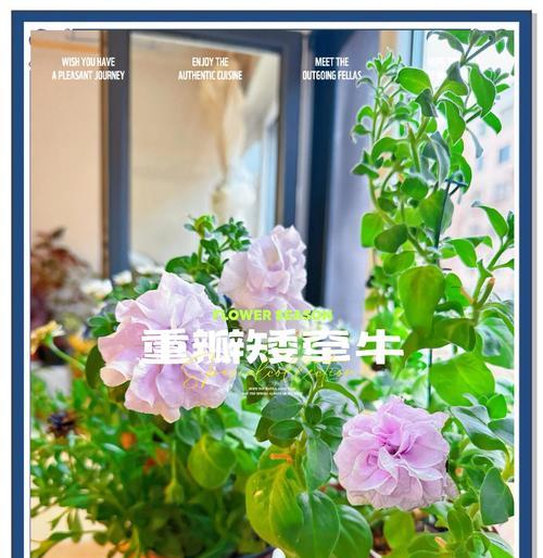 矮牵牛冬季养护要点是什么？