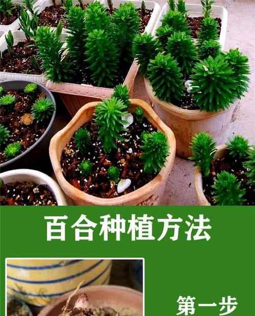 百合留种方法是什么？如何保证其种子的质量？