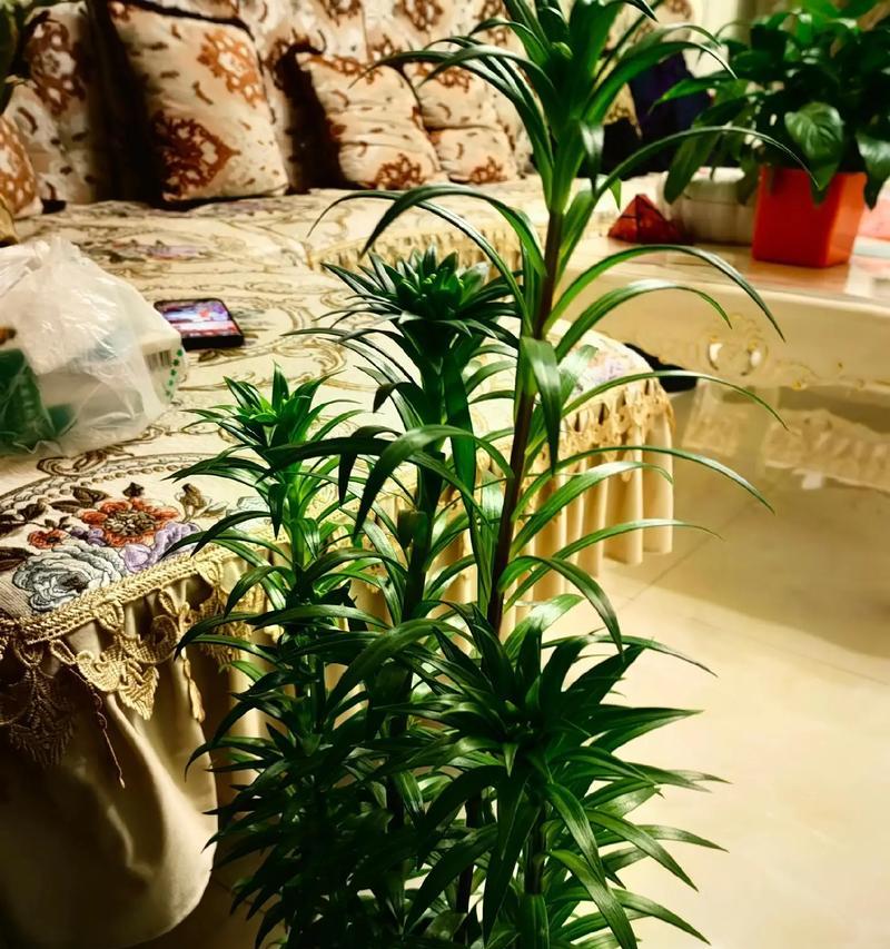百合留种方法是什么？如何保证其种子的质量？
