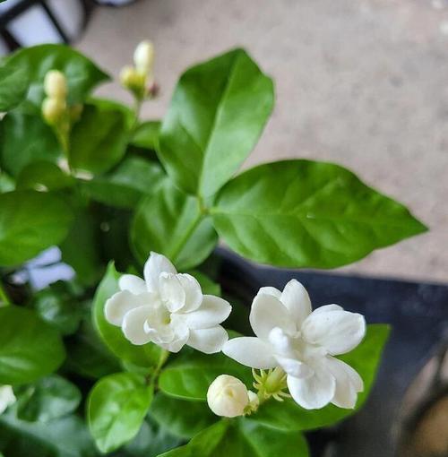 大花盆适合种植哪些花卉？