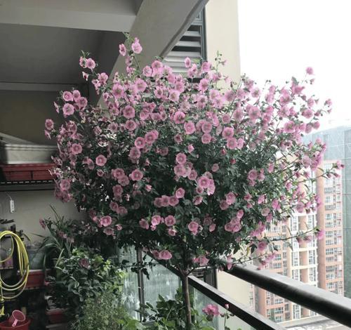 大花盆适合种植哪些花卉？