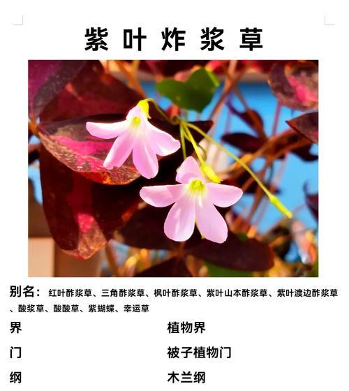紫叶酢浆草繁殖技巧有哪些？怎样快速繁殖？