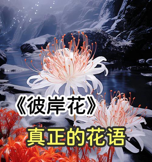 比岸花的养护要点和常见问题是什么？