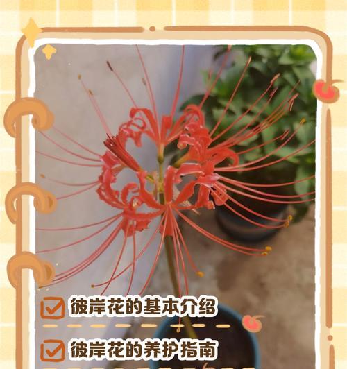 比岸花的养护要点和常见问题是什么？