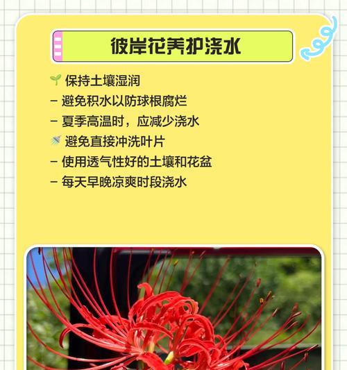 比岸花的养护要点和常见问题是什么？