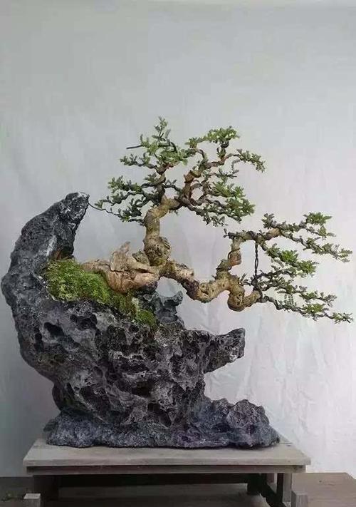 盆景艺术有哪些流派？