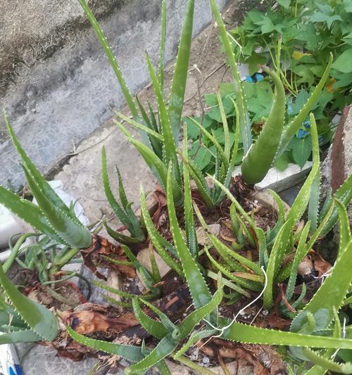 芦荟分株怎么分？芦荟分株的正确步骤是什么？