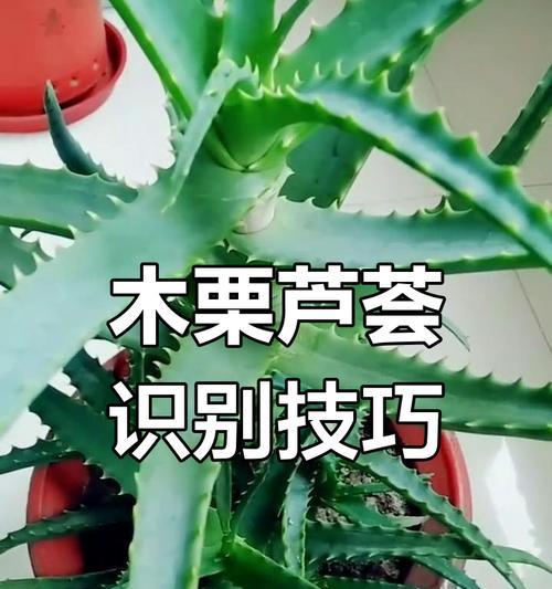 芦荟分株怎么分？芦荟分株的正确步骤是什么？