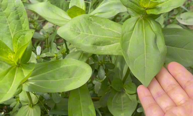 百日草有哪些特点和种植方法？