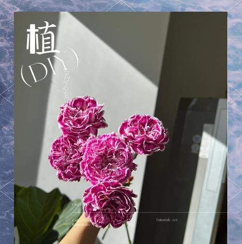 小康乃馨的养殖技巧和常见问题？