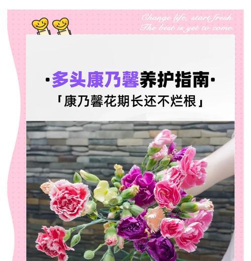 小康乃馨的养殖技巧和常见问题？