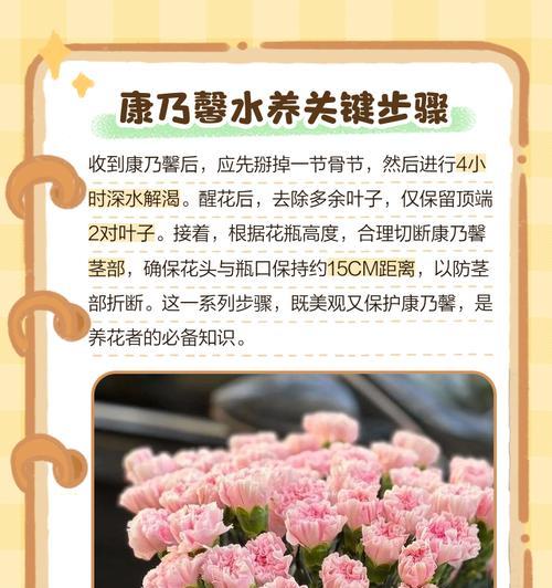 小康乃馨的养殖技巧和常见问题？