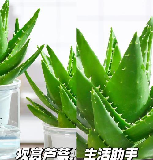盆栽芦荟的步骤和养护要点是什么？