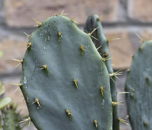 哪些类似仙人掌的植物？如何区分仙人掌科植物？