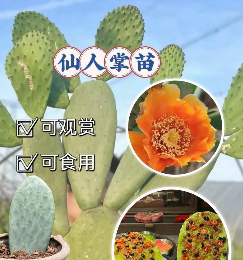 哪些类似仙人掌的植物？如何区分仙人掌科植物？