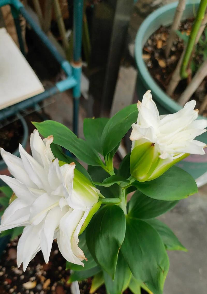 百合花有哪些颜色和品种？