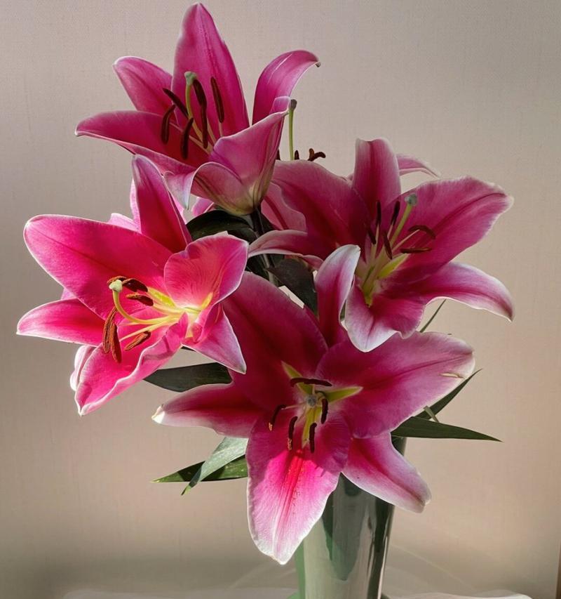 百合花有哪些颜色和品种？