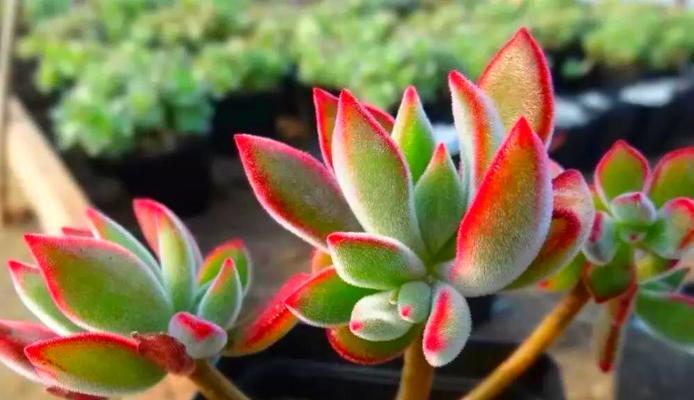 冬季室内植物养护推荐？哪些植物适合冬季种植？