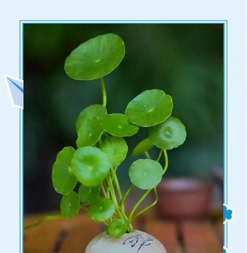 冬季室内植物养护推荐？哪些植物适合冬季种植？