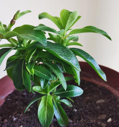 冬季室内植物养护推荐？哪些植物适合冬季种植？