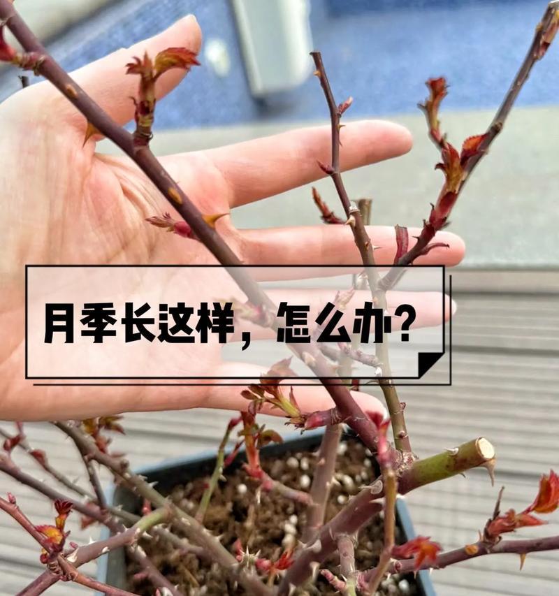 玫瑰花用什么土种？玫瑰花种植的土壤选择和施肥技巧是什么？