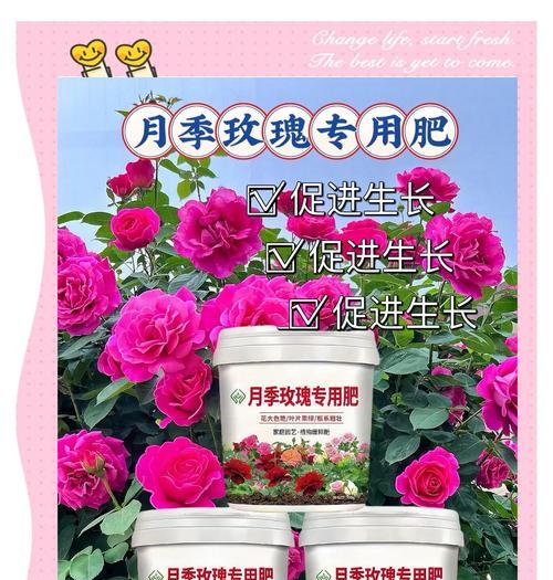 玫瑰花用什么土种？玫瑰花种植的土壤选择和施肥技巧是什么？
