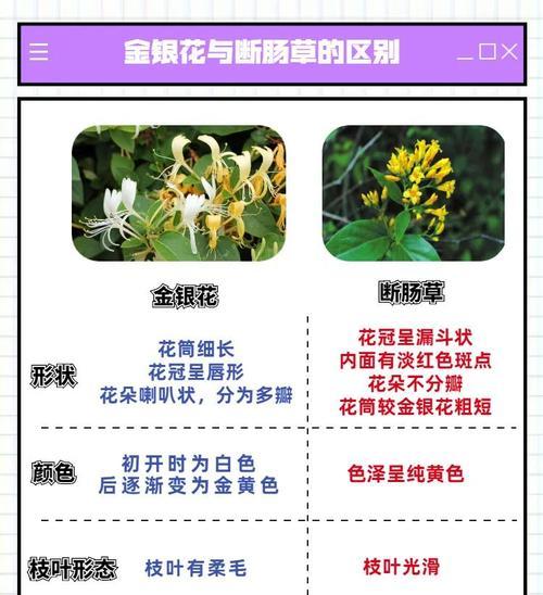 金银花繁殖的正确方法是什么？怎样快速繁殖金银花？