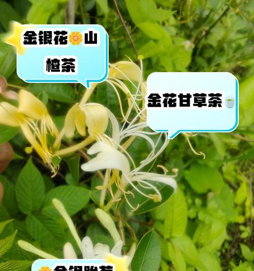 金银花繁殖的正确方法是什么？怎样快速繁殖金银花？