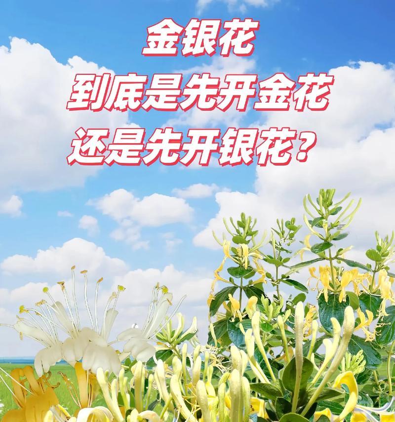 金银花繁殖的正确方法是什么？怎样快速繁殖金银花？