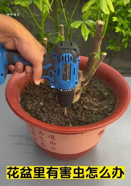 无孔花盆种植花卉的技巧是什么？