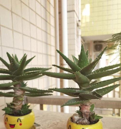 无孔花盆种植花卉的技巧是什么？