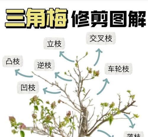 花卉修剪的最佳时机是什么时候？