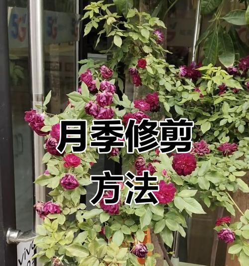 花卉修剪的最佳时机是什么时候？