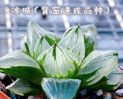 玉露寿的养殖方法是什么？