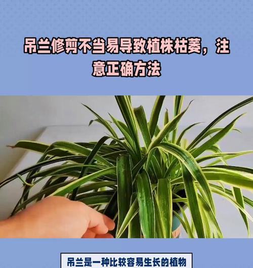 盆栽吊兰修剪根部的正确方法是什么？