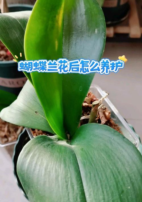 白蝴蝶兰的养殖技巧和注意事项？