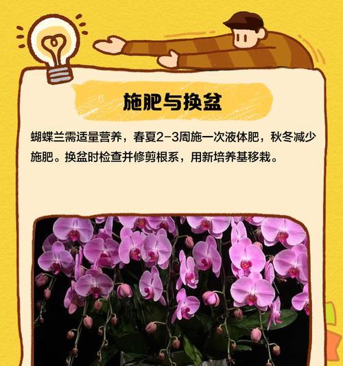 白蝴蝶兰的养殖技巧和注意事项？