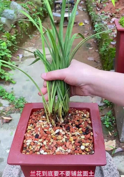 花盆土壤铺设的正确方式是什么？