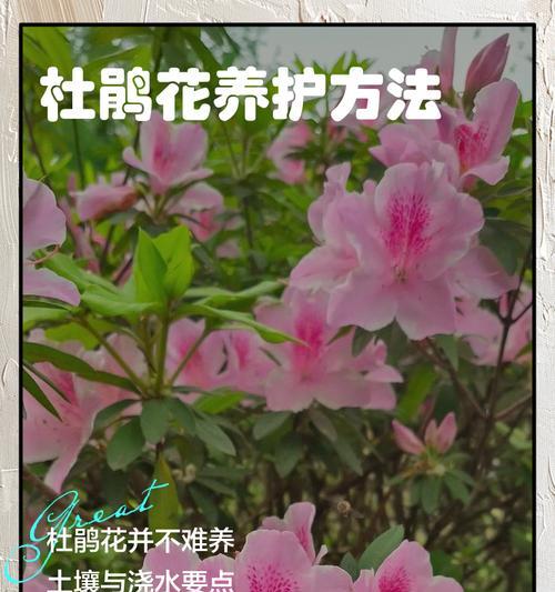 杜鹃花浇水的正确方式是什么？