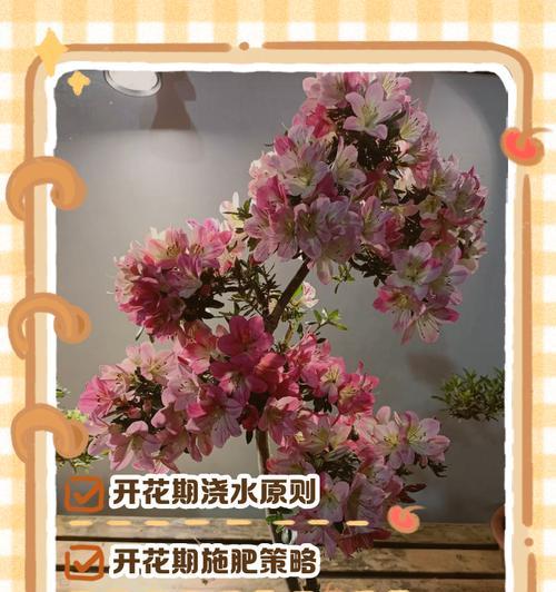 杜鹃花浇水的正确方式是什么？