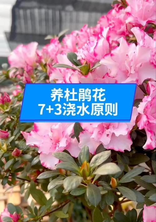 杜鹃花浇水的正确方式是什么？