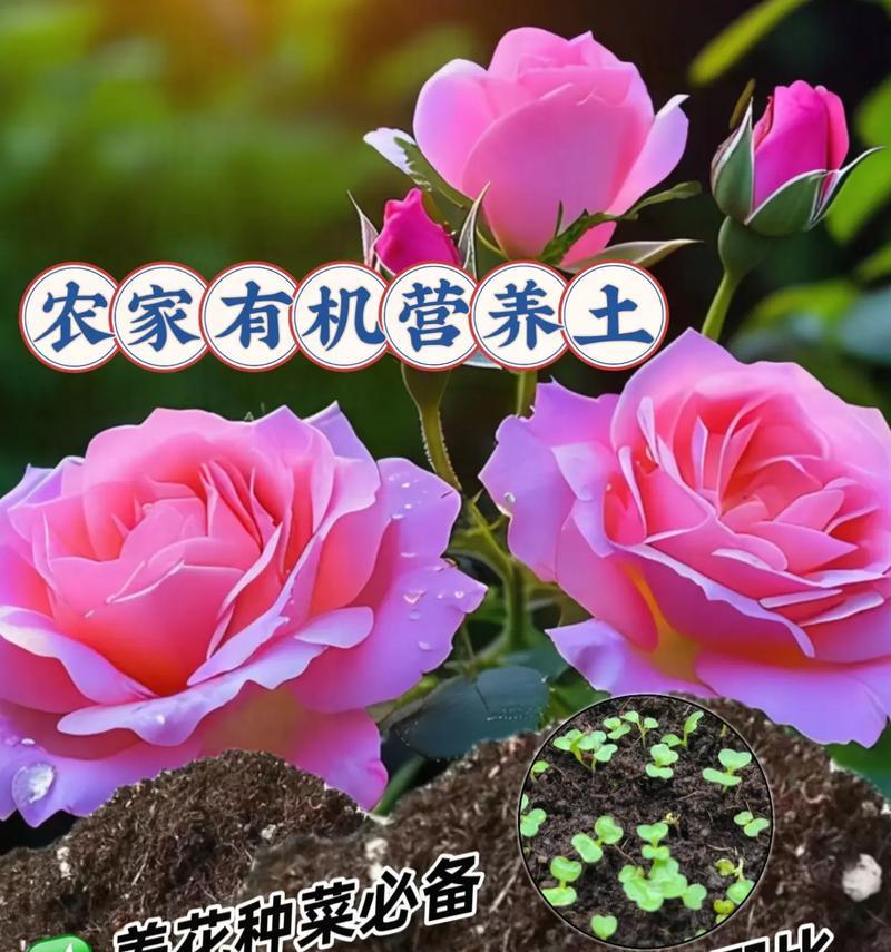 种花的土怎样配制才能保持松软？