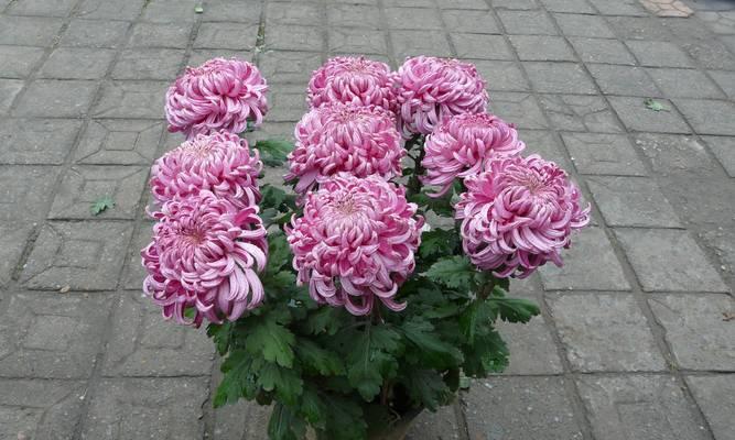 菊花有多少品种？不同品种菊花的特点和用途是什么？