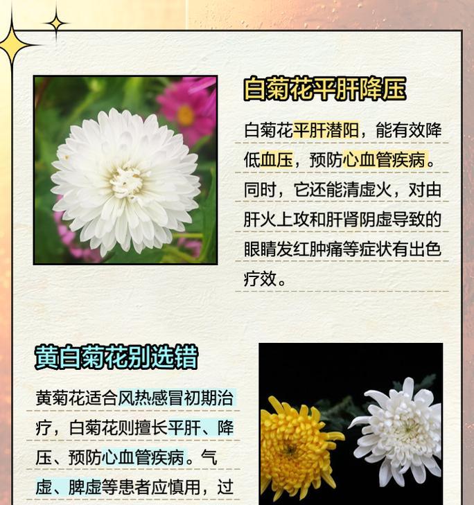 菊花有多少品种？不同品种菊花的特点和用途是什么？