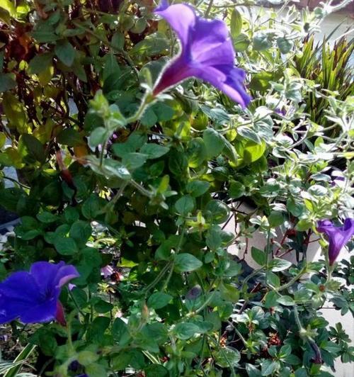 牵牛花什么时候播种？播种时应注意哪些事项？