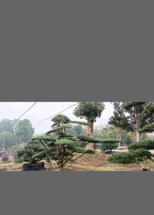 罗汉松的养殖技巧是什么？如何使其健康成长？