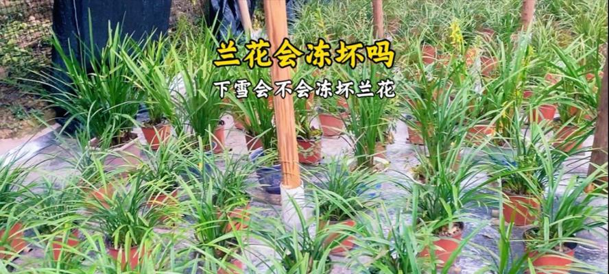 兰花冻伤后的处理方法是什么？