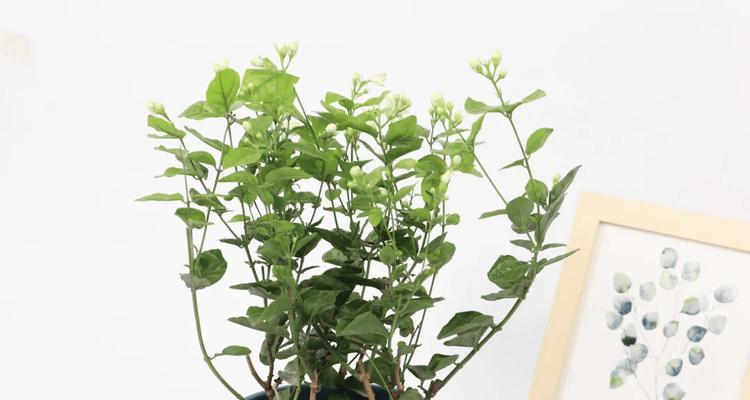兰花冻伤后的处理方法是什么？