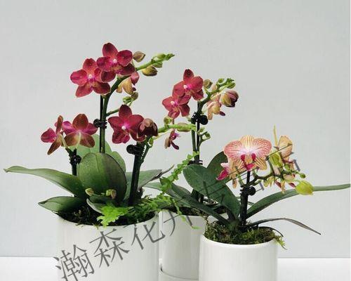 兰花冻伤后的处理方法是什么？