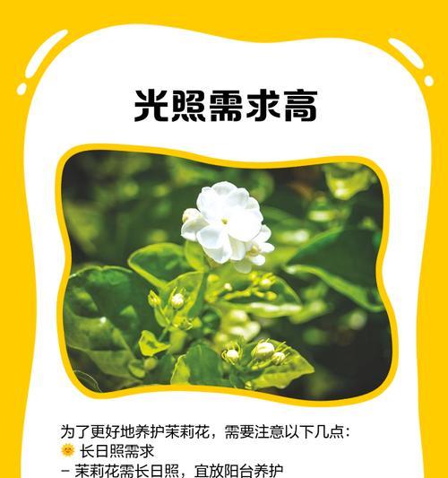 末利花的正确养护方式是什么？
